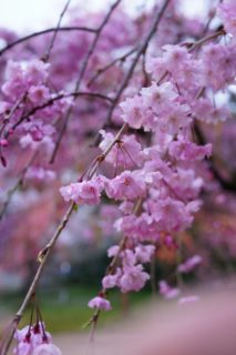 RX1R撮影写真　2015年4月初旬舞鶴公園 お花見 桜祭り