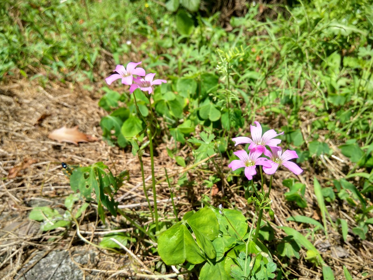 Xiaomi Redmi note 3 pro カメラ画質参考写真2